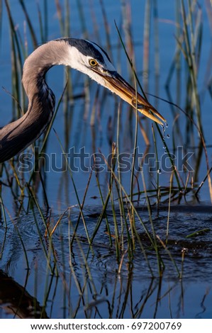 A great blue heron pulls a goby fish from the waters of Fort Cronkhite. Royalty-Free Stock Photo #697200769
