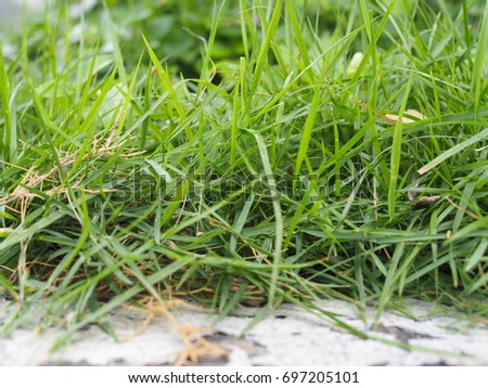 Long thin leaf Bermuda-grass field, close up shot, with dry brown leaves, with old crack cement border floor