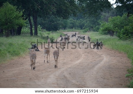 Wild African Olive Baboon with Impala on road 