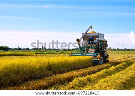 Harvester machine to harvest rice field working in Thailand Royalty-Free Stock Photo #697218415