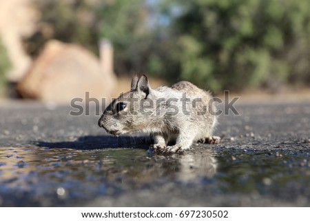 Antelope Squirrel (Ammospermophilus leucurus) in Joshua Tree National Park. California. USA