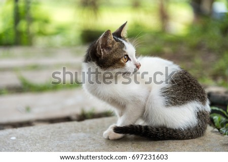 Beautiful young cat  looking on something.