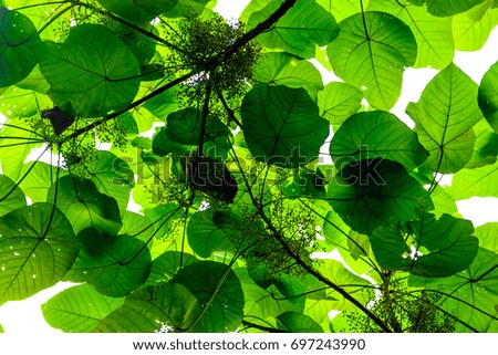 green leaves with white background and sun light with some space