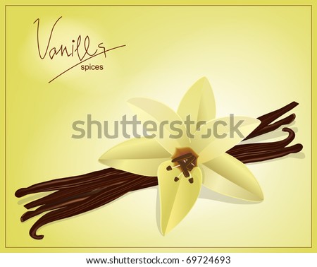 vector flower and vanilla pods on a yellow background