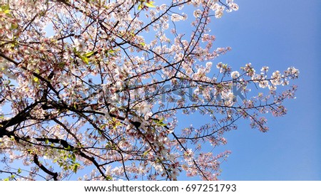 Sakura Flower  in Japan