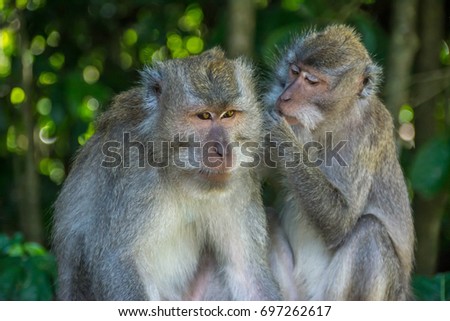 Monkeys in Ubud, Bali