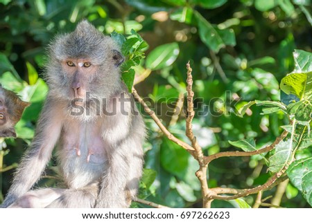 Monkeys in Ubud, Bali