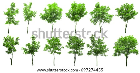 Isolated trees on white background , The collection of trees. Royalty-Free Stock Photo #697274455