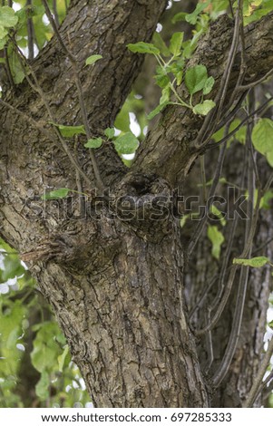 Closeup tree bark
