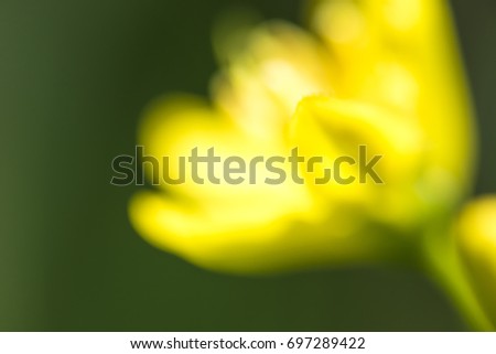 Nature background: Blur Yellow Flowers in forest