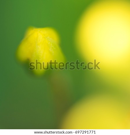 Blur photo of Flower: Yellow bud
