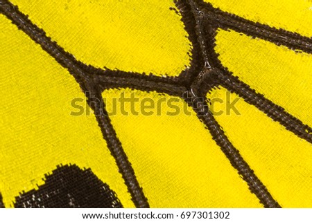 Close up of Butterfly wing pattern background