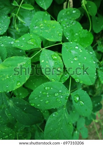 raindrops on the leafs