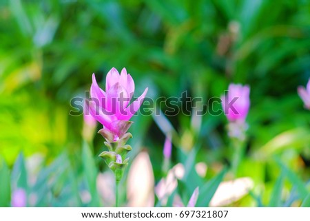 a front selective focus picture of pink thai tulip flowers in park.