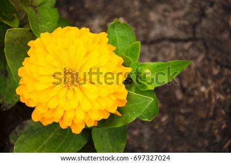 Calendula.Beautiful marigold