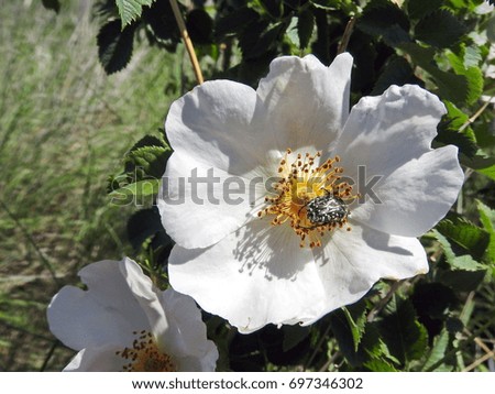 White flower of a wild rose with a creeping beetle in speckles.