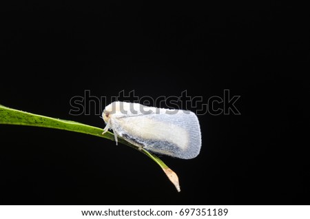 White plant hopper isolated on black background