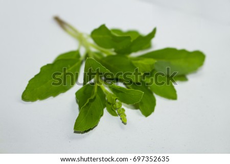 Green Basil leaf object Fresh spices and herbs isolated on white background