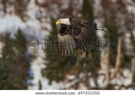 American bald eagle in flight over Alaskan Kenai region cove off Cook Inlet with snowy forested shoreline for background