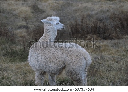 White llama in the field, near to Cusco, Peru