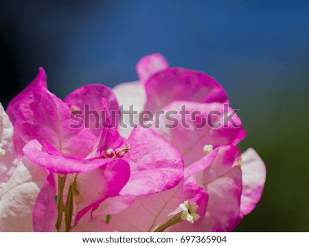 Pink Flowers Royalty-Free Stock Photo #697365904