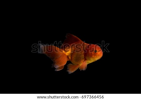 A Goldfish is isolated in black Background with flash lighting. Royalty high quality free stock image.