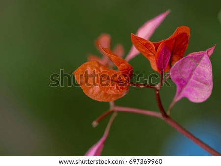 Leaves Royalty-Free Stock Photo #697369960