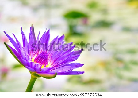 Purple Lotus in the swamp. Purple lotus in the pond.