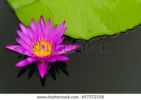 Pink Lotus flower with Lotus leaf green in the swamp.