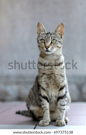 Elegant tabby cat sitting on the floor. Selective focus. 