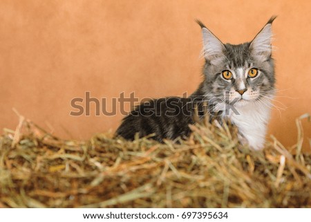 Kitten of Maine coon hiding behind haystack with brown background