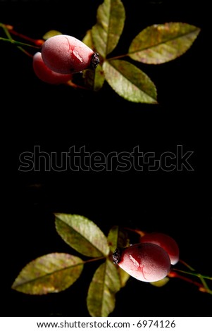 Red frosted rose hips on a black background