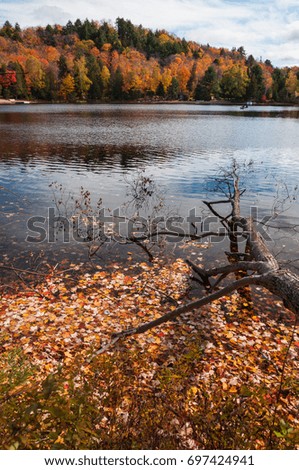 Autumn landscape with water reflection and colorful fallen leaves. Ontario, Canada