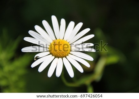 Chamomile with a small caterpillar on a green background. One petal with a flaw.