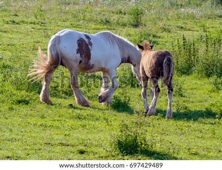 Horse on open pasture. Leningrad oblast.