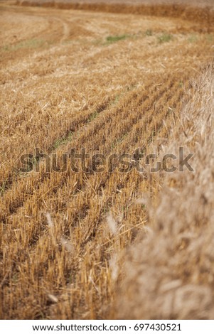 Wheat. Outdoor. Selective focus. 