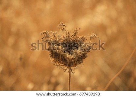 Dry flower in a golden field at sunset.