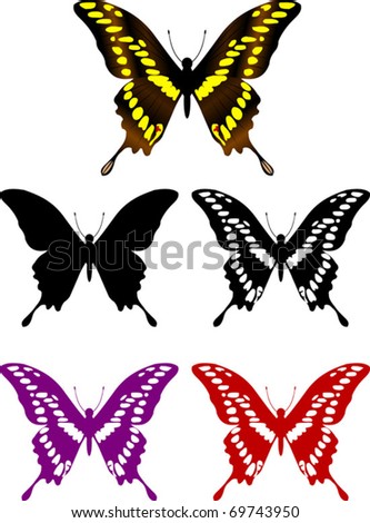 Group of beautiful butterflies on a colored background;