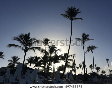Beach chairs and palm trees Royalty-Free Stock Photo #697455574
