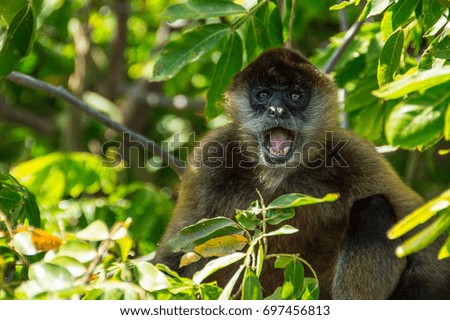 A spider monkey confused about something in Central America.
