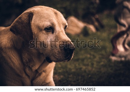 Portrait of a labrador dog in colorful retouch