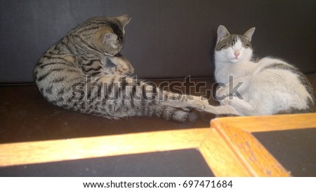 pet cats backround unit isolate