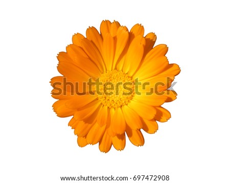 Flower Marigold (Calendula Officinalis) Isolated. Beautiful flower on white background. Royalty-Free Stock Photo #697472908