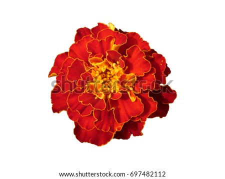 Red Flower Tagetes Patula Isolated. Beautiful flower on white background. Royalty-Free Stock Photo #697482112