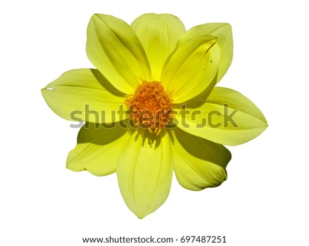 Dahlia Flower Yellow Isolated. Beautiful flower on white background.