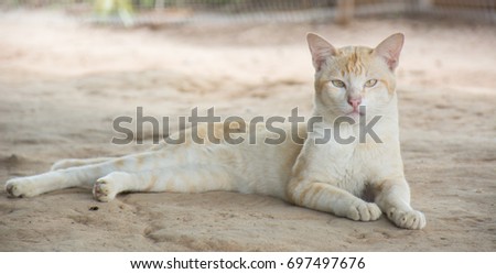 Cute cats lying on the ground comfortably, emotionally and happily.