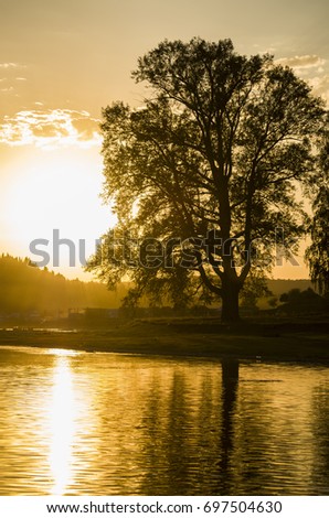 Big tree on sunset background sun on the river bank.