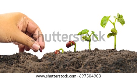Agriculture and New life starting concept. Farmer hand seed planting with seed germination sequence over isolated on white background Royalty-Free Stock Photo #697504903