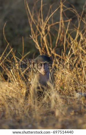 Baby Baboon , Africa