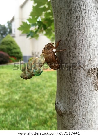 Side View of Teneral Adult Dog Day Cicada Emerging From Instar Nymph Exoskeleton